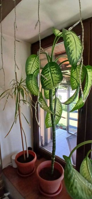 Plante ornamentale Dieffenbachia & Dracaena