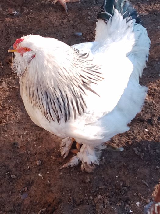 Продавам петли брама 20 ev