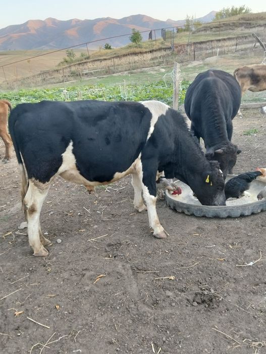 Бык продам Бычка Бука откорм