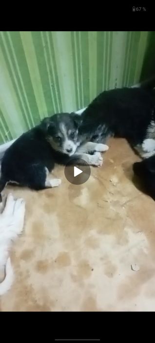 Щенки ищут семью