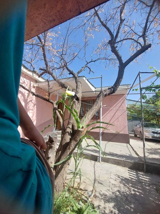 Продам дерево на спил