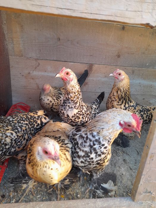 Rase pitice Cochinchina Porțelan și Mii de flori Auriu și Lemon Porțel