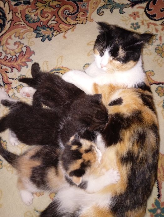 Отдам котят в хорошие руки!