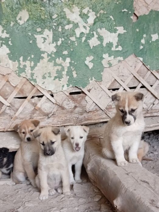 Отдам Щенят 2 месяца