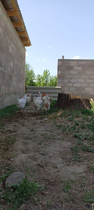 Продам кур несушки 80 голов