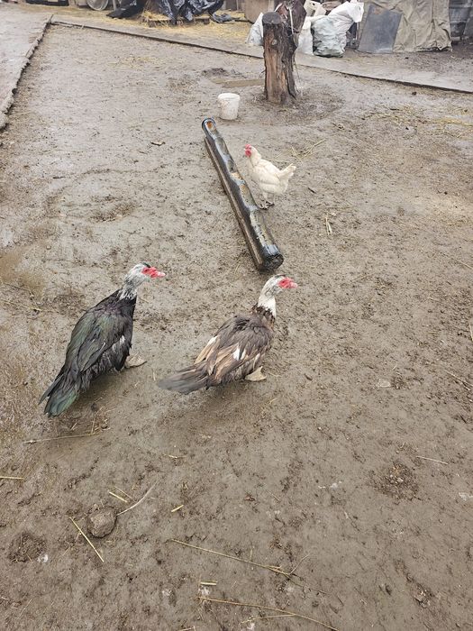 Индоутки,селеззни