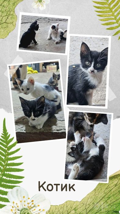 Котята в хорошие, добрые руки