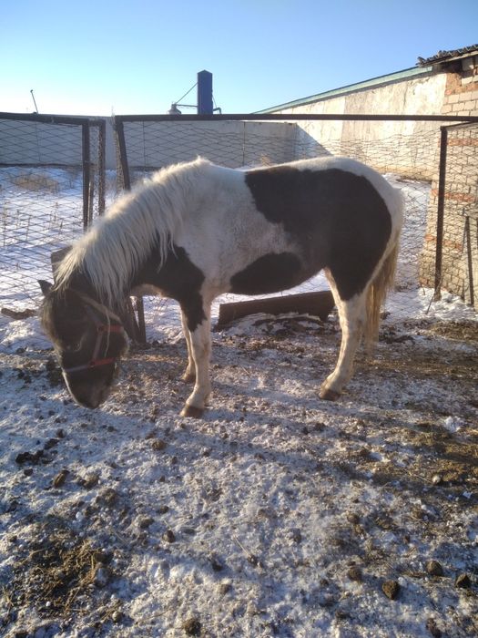 Продам кобылу трёхлетку