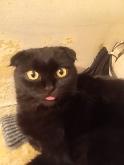 Пропал шотландский кот!