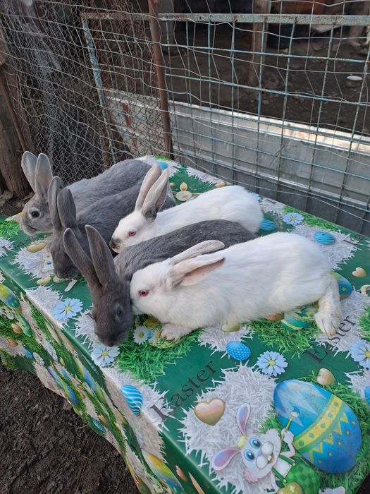 Vând iepuri  vârstă 2 lunii