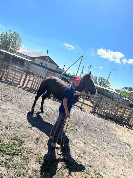 Жылкылар сатылады