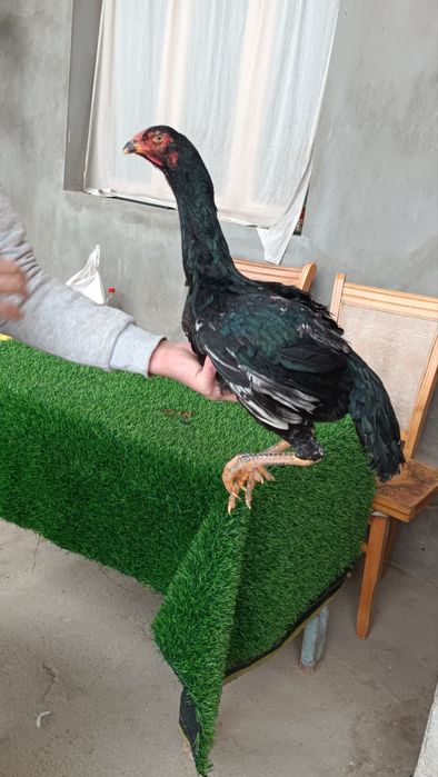 Dakan tovuq sotiladi