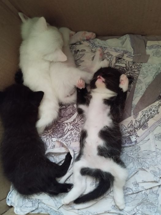 Отдам котят в добрые руки