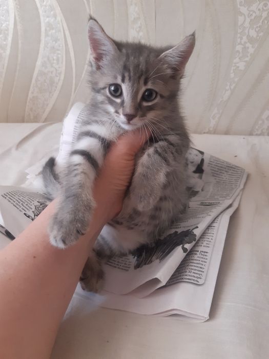 Очаровательный котёнок