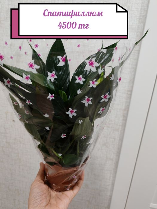 Бөлме гүлдері район Компоселок