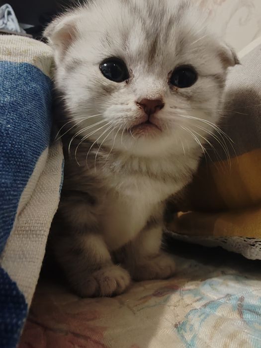 Вислоухие котята