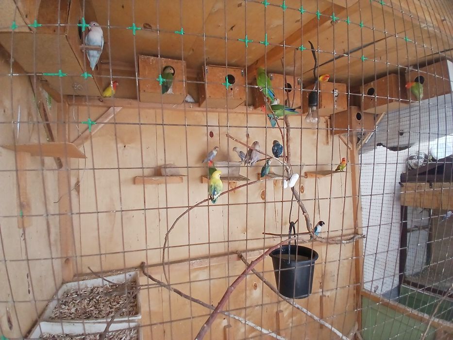 Nerazlushka maska apalayn bor par pari blan hamasi iwlagan iwonchli