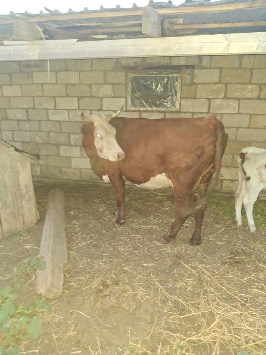 Продам корову с теленком