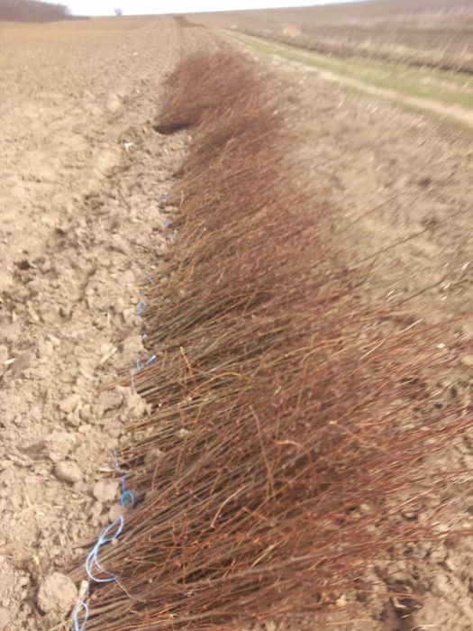 Puieți de salcâm frasin Paltin mesteacăn alb fag carpen cireș sălbatic