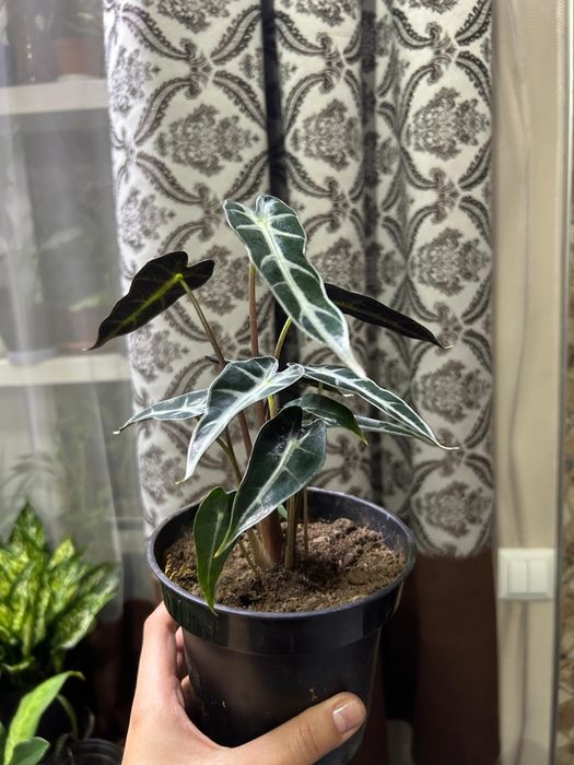 Комнатные  цветы от 2500