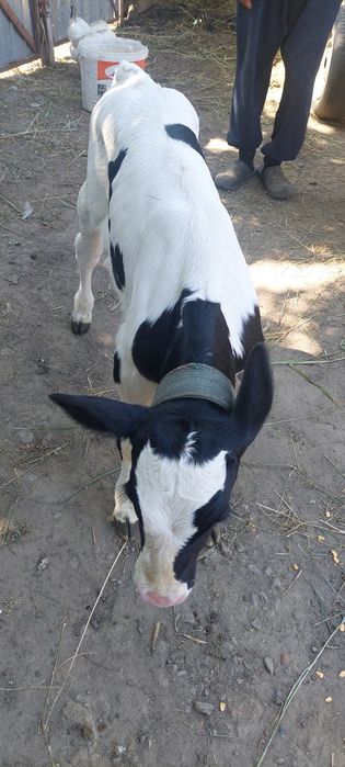 Vând  vițel sugar de 10 zile