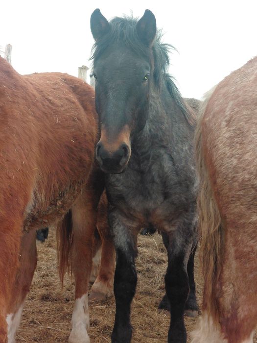 Продам лошадей на племя