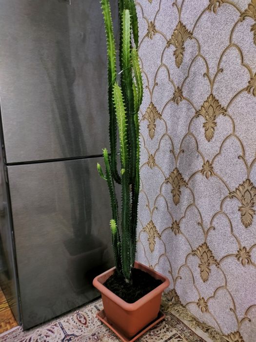 Растения домашние . Доставка