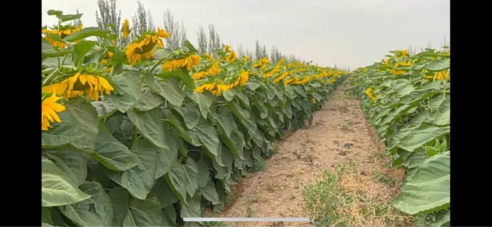 Т-6 марка Т6 МЕГА семечка уруглари