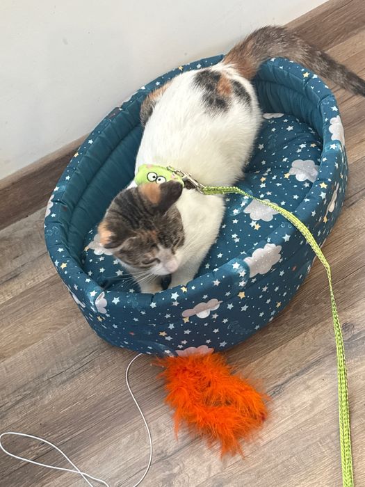 Кошка 7 месяцев!