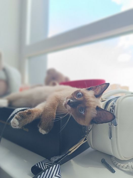 Котёнок Гав, только вредный