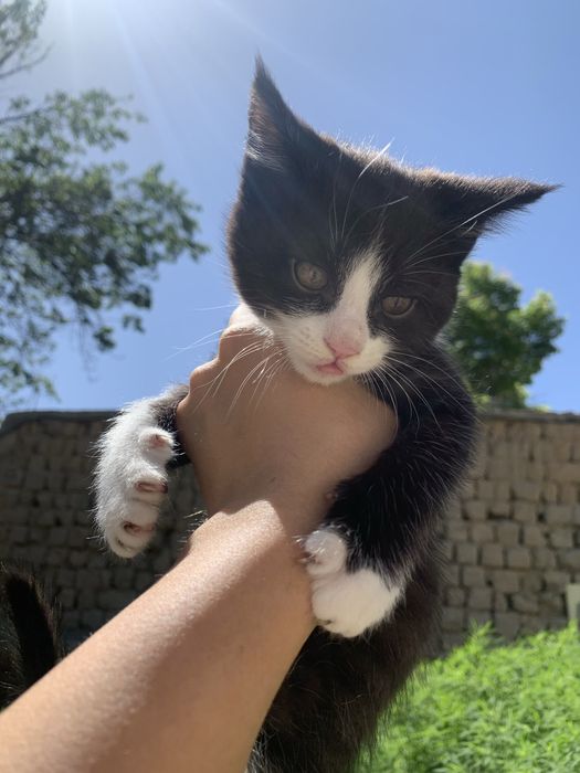 Отдам котенка девочку в добрые руки