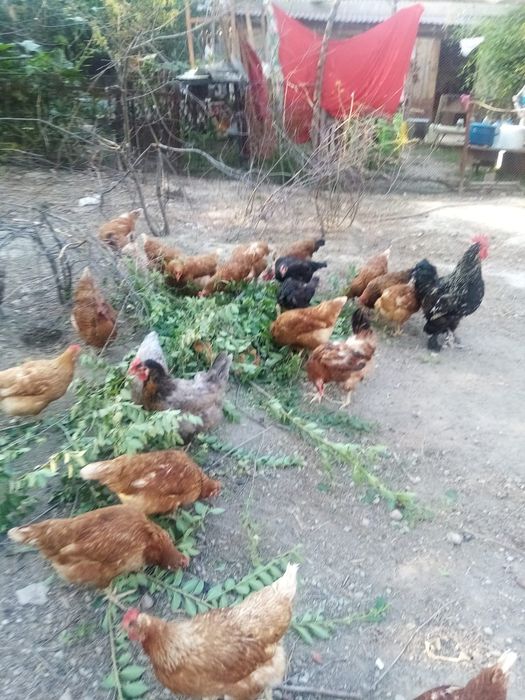 Продаются Козы и Курицы