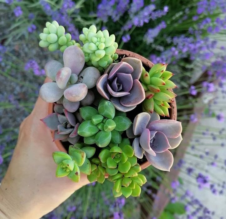 Суккулентные растения, сочные красивые разные