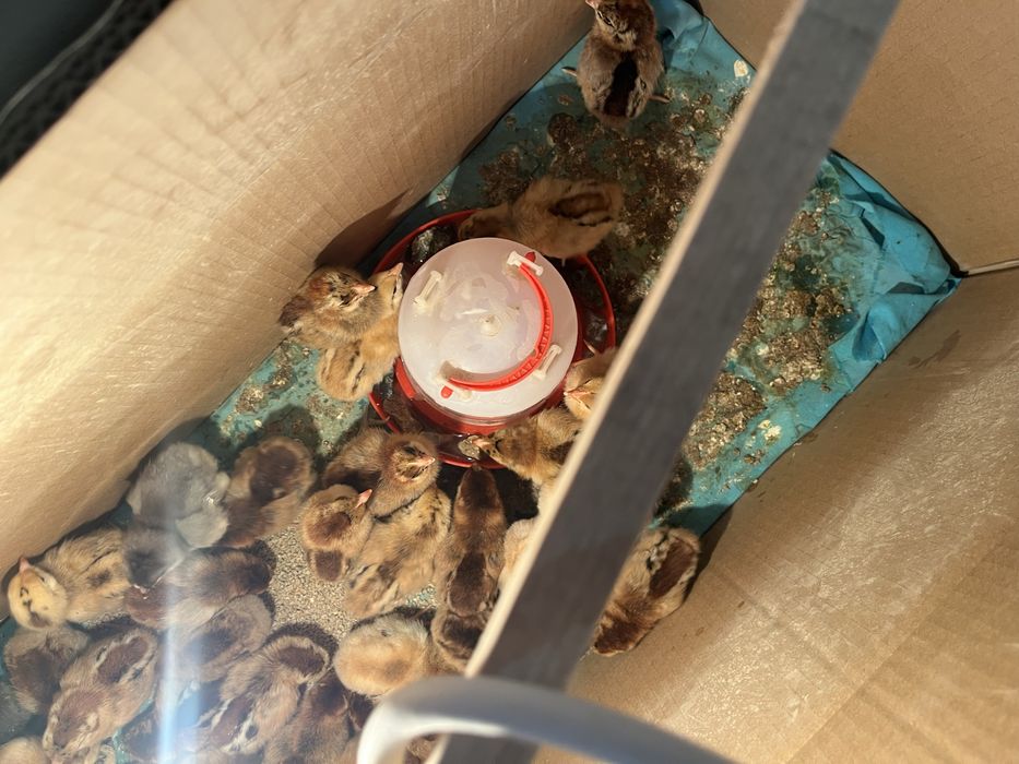 Тауық балапандары сатылады