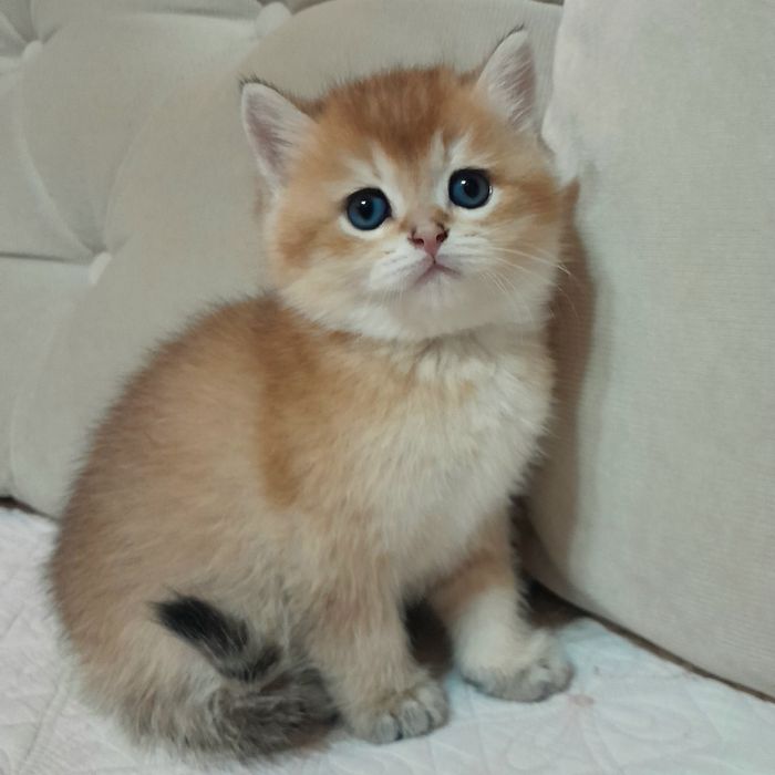 Шикарный чистокровный мальчик,британская золотая шиншилла. ,