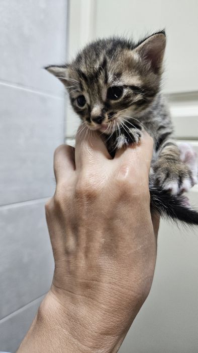 Милые котята, месяц