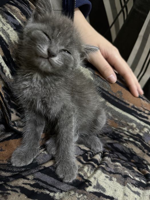Мысық кошкиии ақылды