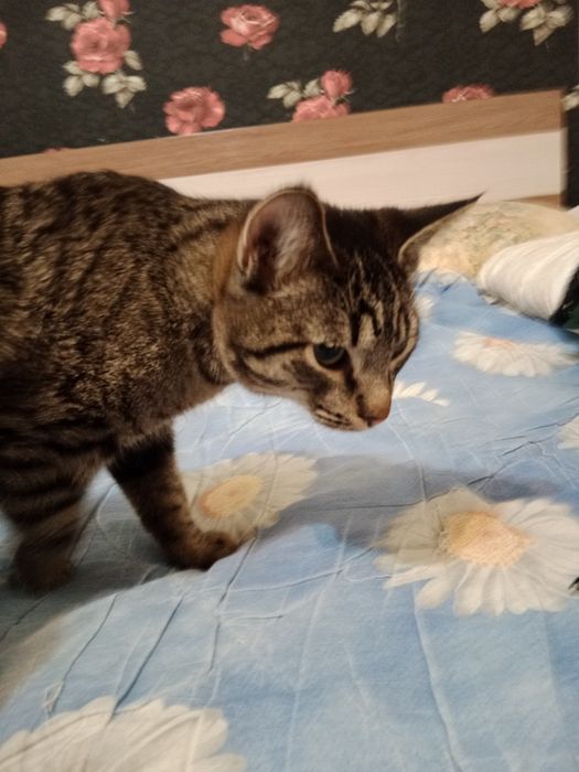 Котеннок в добрые руки