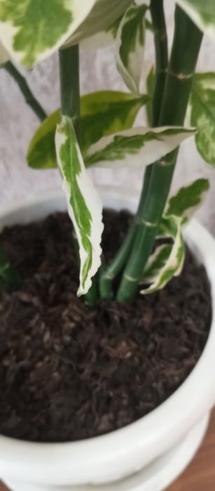 Педилантус     .