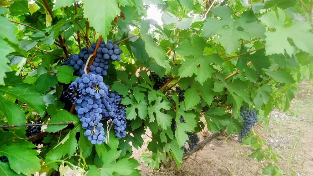 Продавам винено грозде, сорт "Мерло "