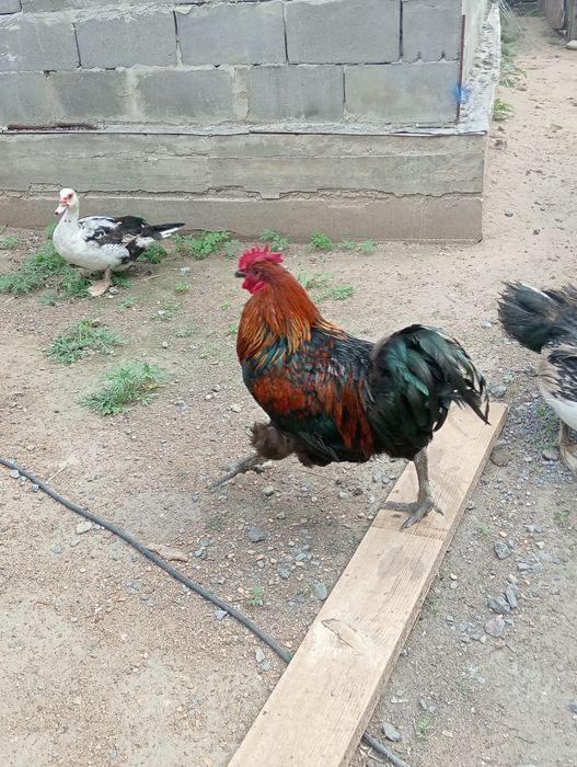 Продам петухов крупных и гусей