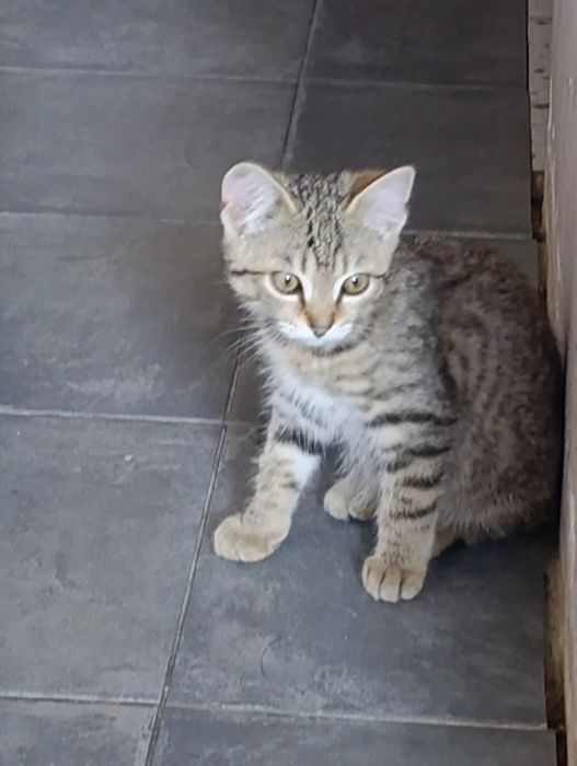 Малыши ищут дом. Только в ответственные руки.