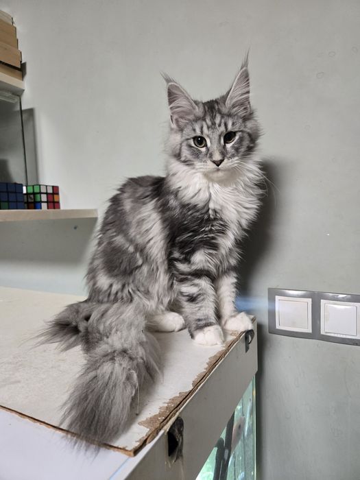 Мейн кун, Maine Coon, котета