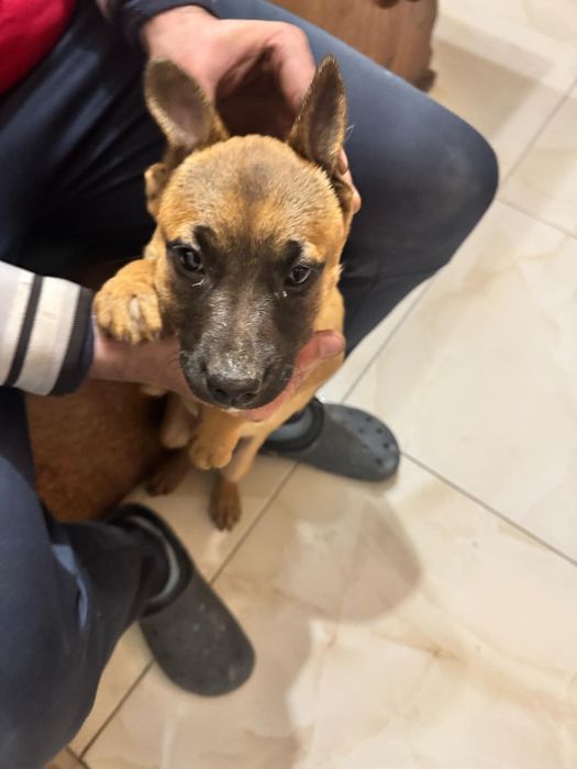 Подарявам питбул