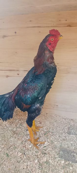 Продам Дакан июн