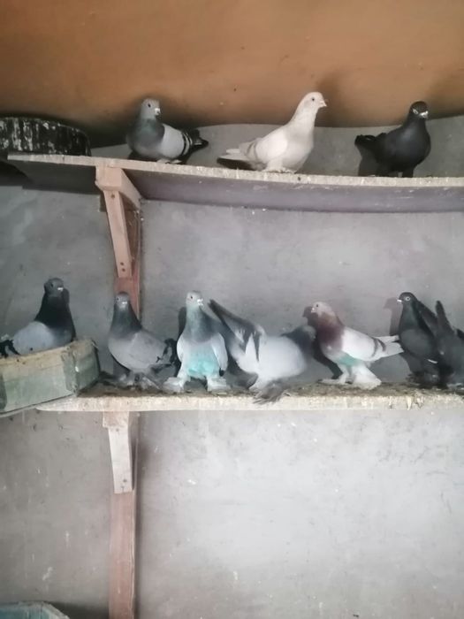 Голуби с начинающей игрой