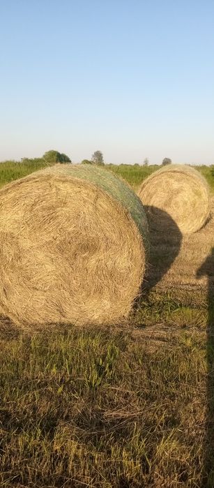Първо косило люцерна и сено