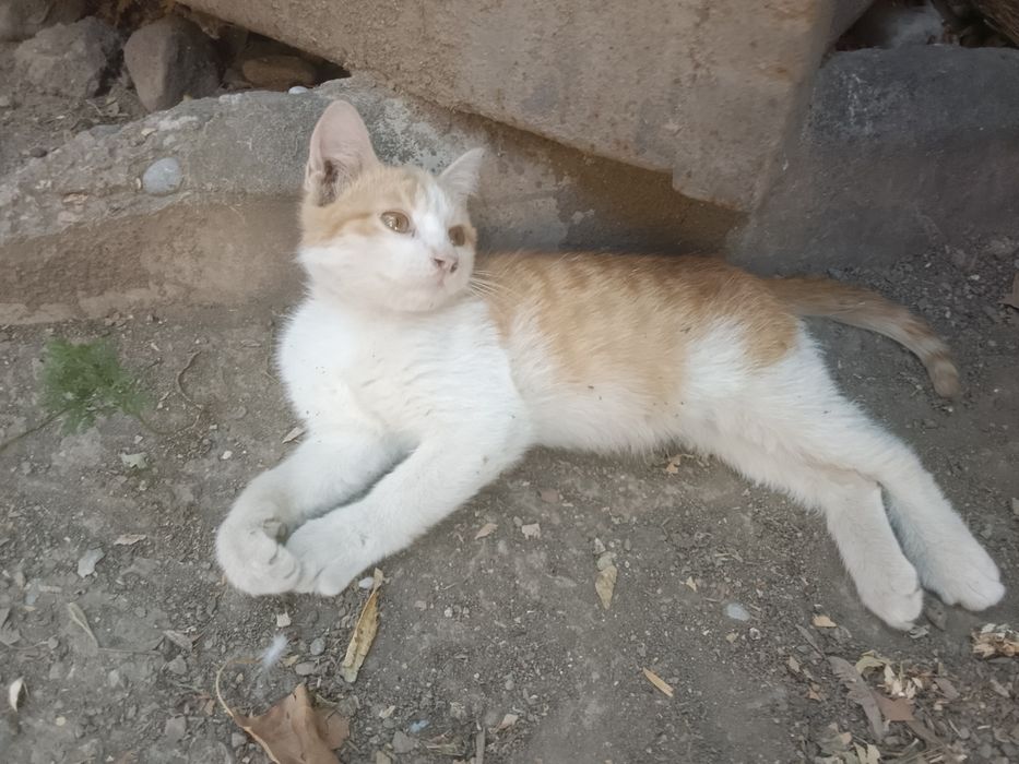 Котенок бесплатно