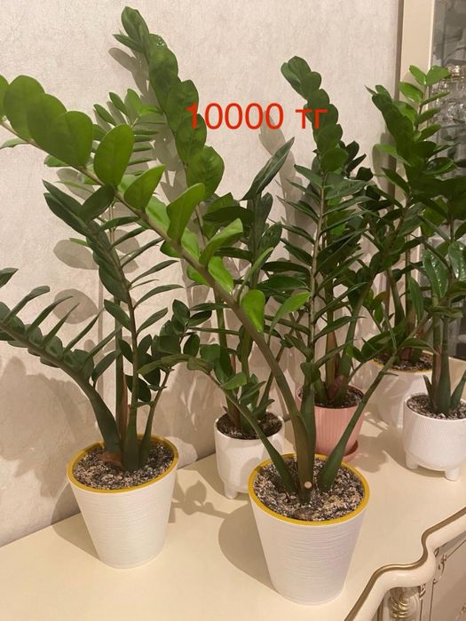 Комнатные цветы долларовые( Замиокулькас)