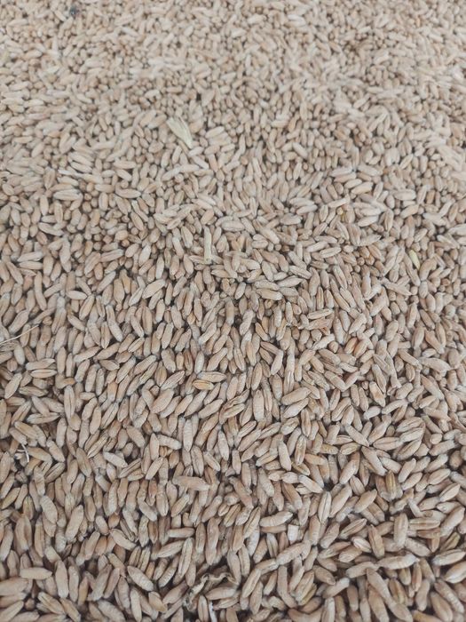 Porumb,triticale si floarea soarelui